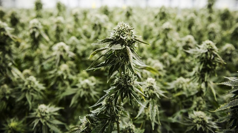 Εντοπίστηκε χασισοφυτεία στη Σητεία